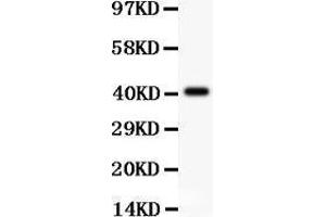 Anti-SCP3 Picoband antibody,  All lanes: Anti SCP3  at 0.