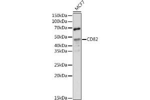 Western blot analysis of extracts of MCF7 cells, using CD82 antibody (ABIN6131855, ABIN6138233, ABIN6138234 and ABIN6218884) at 1:500 dilution. (CD82 Antikörper  (C-Term))