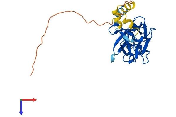 FGF16 Protein (AA 1-207) (His tag)