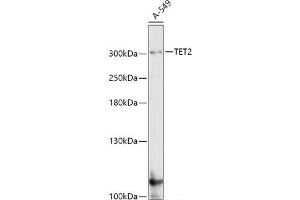 TET2 Antikörper