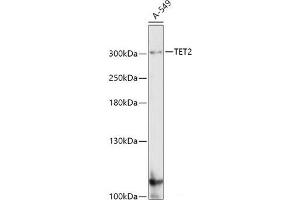 Western blot analysis of extracts of A-549 cells using TET2 Polyclonal Antibody at dilution of 1:1000.