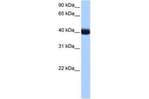 Western Blotting (WB) image for anti-Casein Kinase 1, gamma 3 (CSNK1G3) antibody (ABIN2463492)