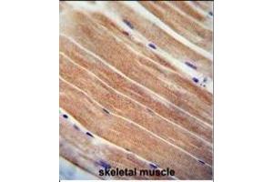 CST9 antibody (C-term) (ABIN655011 and ABIN2844645) immunohistochemistry analysis in formalin fixed and paraffin embedded human skeletal muscle followed by peroxidase conjugation of the secondary antibody and DAB staining. (CST9 Antikörper  (C-Term))