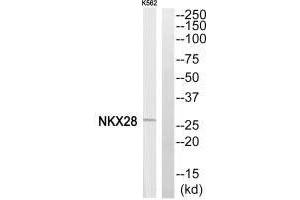 Western blot analysis of extracts from K562 cells, using NKX28 antibody. (NKX2-8 Antikörper  (N-Term))
