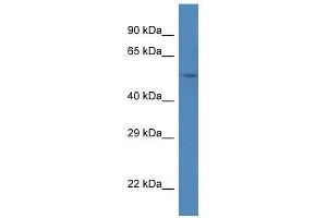 Western Blot showing Srpx antibody used at a concentration of 1.