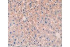 IHC-P analysis of Mouse Liver Tissue, with DAB staining. (Angiopoietin 1 Antikörper  (AA 253-429))