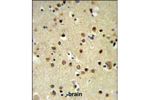 CBX1 Antibody IHC analysis in formalin fixed and paraffin embedded brain tissue followed by peroxidase conjugation of the secondary antibody and DAB staining. (CBX1 Antikörper  (C-Term))