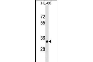 ERAL1 Antibody (Center) (ABIN1537885 and ABIN2849208) western blot analysis in HL-60 cell line lysates (35 μg/lane). (ERAL1 Antikörper  (AA 152-180))