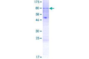 KCNJ4 Protein (AA 1-445) (GST tag)