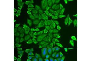 Immunofluorescence analysis of HeLa cells using APEH Polyclonal Antibody (APEH Antikörper)