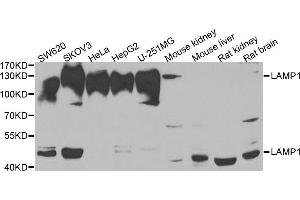 Western blot analysis of extracts of various cell lines, using LAMP1 antibody. (LAMP1 Antikörper  (AA 80-280))