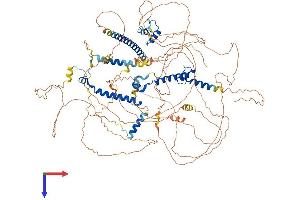 MKL2 Protein (AA 1-1088) (His tag)