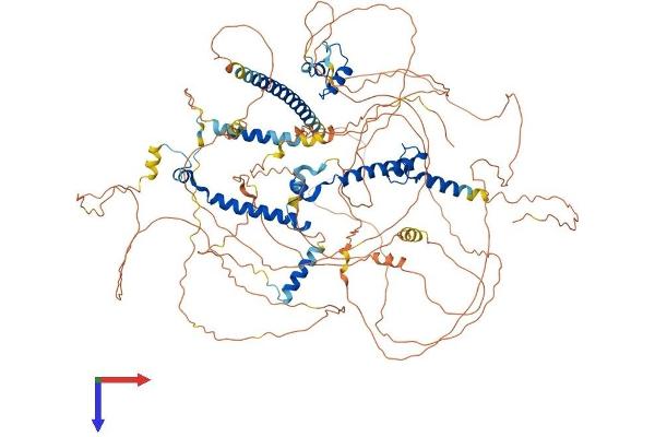 MKL2 Protein (AA 1-1088) (His tag)
