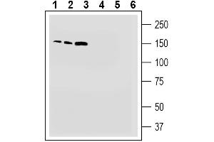 Western blot analysis of human  monocytic leukemia cell line lysate (lanes 1 and 4), human  promyelocytic leukemia cell line lysate (lanes 2 and 5) and human 132N1 astrocytoma cell line lysate (lanes 3 and 6): 1-3.