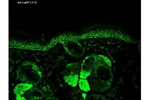 Immunohistochemistry analysis using Mouse Anti-Hsp60 Monoclonal Antibody, Clone LK-2 (ABIN361786 and ABIN361787). (HSPD1 Antikörper)