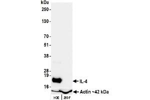 Western Blotting (WB) image for anti-Interleukin 4 (IL4) (AA 25-153) antibody (ABIN7795704) (Rekombinanter IL-4 Antikörper  (AA 25-153))