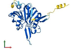 AlphaFold protein structure predicition of Mouse Recombinant Mblac1 Protein, UniprotID Q8BWY4