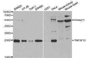 Western blot analysis of extracts of various cell lines, using TNFSF12 antibody. (TWEAK Antikörper  (AA 42-123))