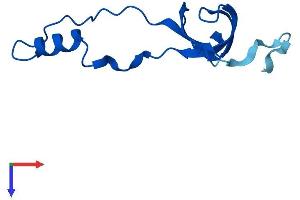RPL36A Protein (AA 1-106) (His tag)