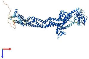 Cullin 1 Protein (CUL1) (AA 1-776) (His tag)