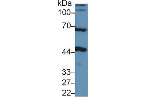 Western Blot; Sample: Rat Cerebrum lysate; Primary Ab: 1µg/ml Rabbit Anti-Human NAGa Antibody Second Ab: 0.