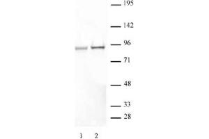 STAT5A/B phospho Ser726/Ser731 pAb tested by Western blot. (STAT5 A/B Antikörper  (pSer726, pSer731, Ser731))