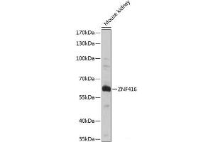 Western blot analysis of extracts of Mouse kidney using ZNF416 Polyclonal Antibody at dilution of 1:1000. (ZNF416 Antikörper)