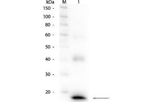 Western Blot of Rabbit anti-Mouse IL-1ß Antibody Biotin Conjugated. (IL-1 beta Antikörper  (Biotin))