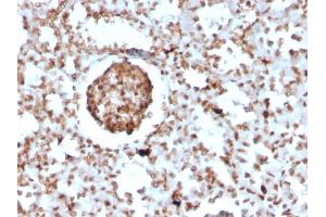 Formalin-fixed, paraffin-embedded Mouse BrdU-incorporated Kidney stained with BrdU Rabbit Recombinant Monoclonal Antibody (BRD2888R). (Rekombinanter BrdU Antikörper)