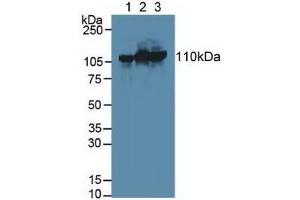 Figure. (HK3 Antikörper  (AA 673-903))