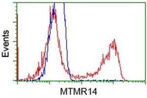 HEK293T cells transfected with either RC207732 overexpress plasmid (Red) or empty vector control plasmid (Blue) were immunostained by anti-MTMR14 antibody (ABIN2453333), and then analyzed by flow cytometry. (MTMR14 Antikörper)