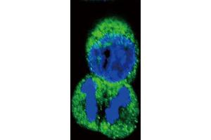Immunofluorescence (IF) image for anti-Protein tyrosine Phosphatase, Receptor Type, J (PTPRJ) antibody (ABIN2996010) (PTPRJ Antikörper)