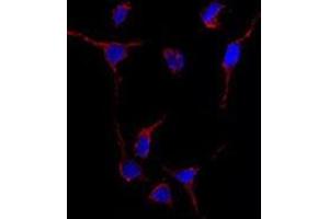Image no. 1 for anti-Aldehyde Dehydrogenase 1 Family, Member A1 (ALDH1A1) (Center) antibody (ABIN356973) (ALDH1A1 Antikörper  (Center))