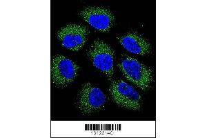 Confocal immunofluorescent analysis of GSR Antibody with NCI-H460 cell followed by Alexa Fluor 488-conjugated goat anti-rabbit lgG (green). (GS (AA 380-408), (C-Term) Antikörper)