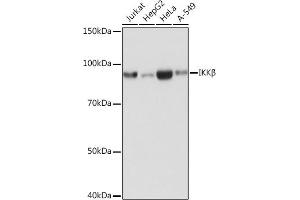 Western blot analysis of extracts of various cell lines, using IKKβ antibody (ABIN7267873) at 1:1000 dilution. (IKBKB Antikörper)