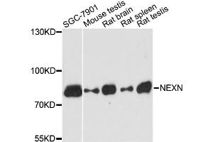 Western blot analysis of extracts of various cell lines, using NEXN antibody. (NEXN Antikörper)