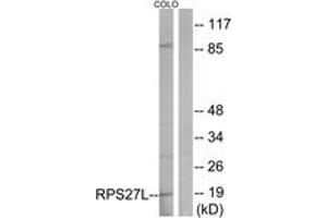 Western blot analysis of extracts from COLO cells, using RPS27L Antibody.