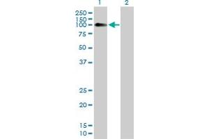 Western Blot analysis of NLGN4X expression in transfected 293T cell line by NLGN4X MaxPab polyclonal antibody. (Neuroligin 4 Antikörper  (AA 1-816))