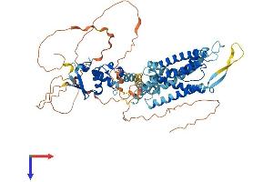 KCNC2 Protein (AA 1-642) (His tag)