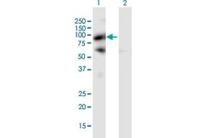 Western Blot analysis of PIWIL4 expression in transfected 293T cell line by PIWIL4 MaxPab polyclonal antibody. (PIWIL4 Antikörper  (AA 1-852))