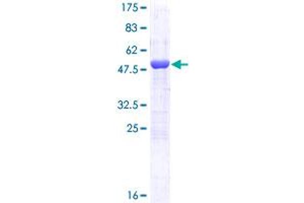 MAD2L1 Protein (AA 1-205) (GST tag)