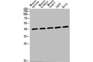 Western Blot analysis of various cells using Antibody diluted at 1:1000. (CD72 Antikörper  (Internal Region))