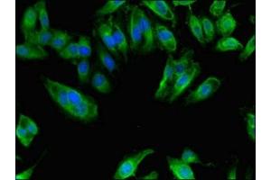 Immunofluorescent analysis of Hela cells using ABIN7156151 at dilution of 1:100 and Alexa Fluor 488-congugated AffiniPure Goat Anti-Rabbit IgG(H+L) (NAALADL2 Antikörper  (AA 143-795))