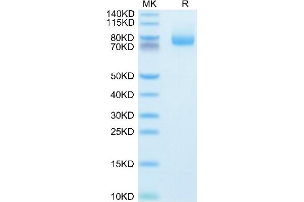 TNFSF18 Protein (AA 50-177, Trimer) (Fc Tag)