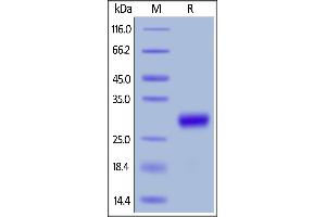 Mouse CD27 Ligand, His Tag (active trimer) (MALS verified) on  under reducing (R) condition.
