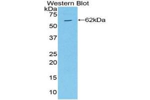 Western Blotting (WB) image for anti-Mitogen-Activated Protein Kinase Kinase 4 (MAP2K4) (AA 137-394) antibody (ABIN3210047) (MAP2K4 Antikörper  (AA 137-394))