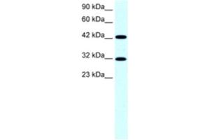 Western Blotting (WB) image for anti-General Transcription Factor IIH, Polypeptide 2, 44kDa (GTF2H2) antibody (ABIN2463846) (GTF2H2 Antikörper)