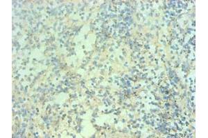 Immunohistochemical of paraffin-embedded human spleen tissue using ABIN7168560 at dilution of 1:200 (S1A9 Antikörper)