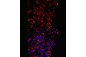 Immunofluorescence (IF) image for anti-Myeloperoxidase (MPO) (AA 50-310) antibody (ABIN6143964)