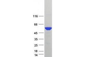 Western Blotting (WB) image for Rab Interacting Lysosomal Protein-Like 1 (RILPL1) protein (Myc-DYKDDDDK Tag) (ABIN2730925)